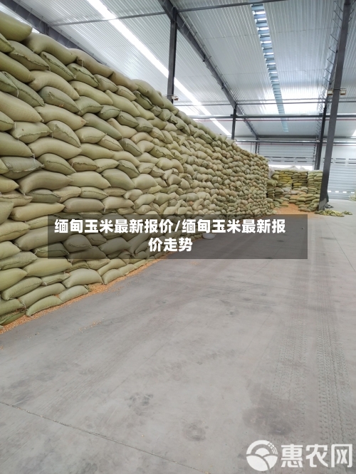缅甸玉米最新报价/缅甸玉米最新报价走势