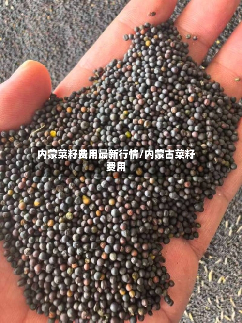 内蒙菜籽费用最新行情/内蒙古菜籽费用-第2张图片