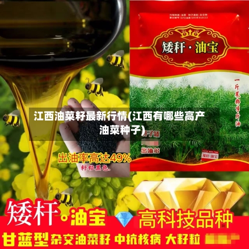 江西油菜籽最新行情(江西有哪些高产油菜种子)