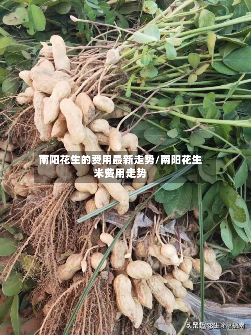 南阳花生的费用最新走势/南阳花生米费用走势