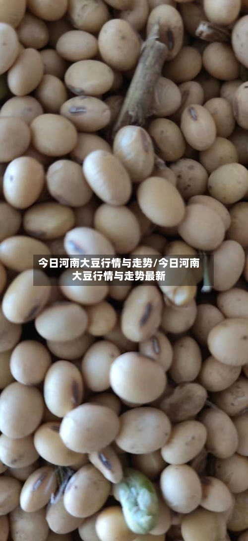今日河南大豆行情与走势/今日河南大豆行情与走势最新-第2张图片