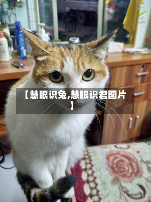 【慧眼识兔,慧眼识君图片】-第3张图片