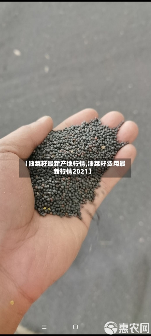 【油菜籽最新产地行情,油菜籽费用最新行情2021】-第2张图片