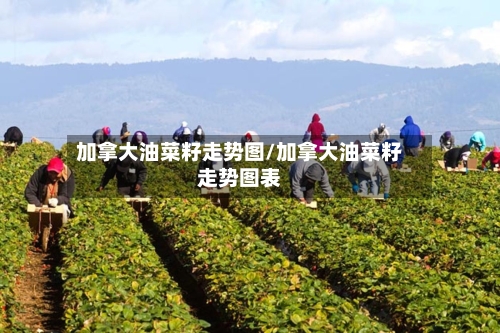 加拿大油菜籽走势图/加拿大油菜籽走势图表-第2张图片