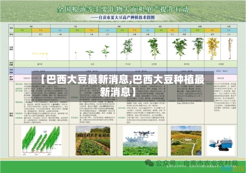 【巴西大豆最新消息,巴西大豆种植最新消息】-第2张图片