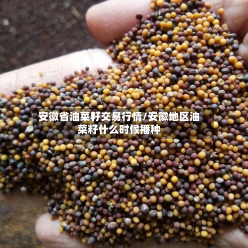 安徽省油菜籽交易行情/安徽地区油菜籽什么时候播种-第2张图片
