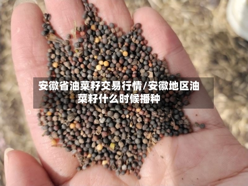 安徽省油菜籽交易行情/安徽地区油菜籽什么时候播种-第3张图片
