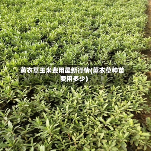 薰衣草玉米费用最新行情(薰衣草种苗费用多少)