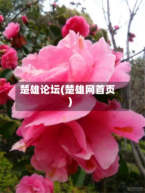 楚雄论坛(楚雄网首页)-第2张图片