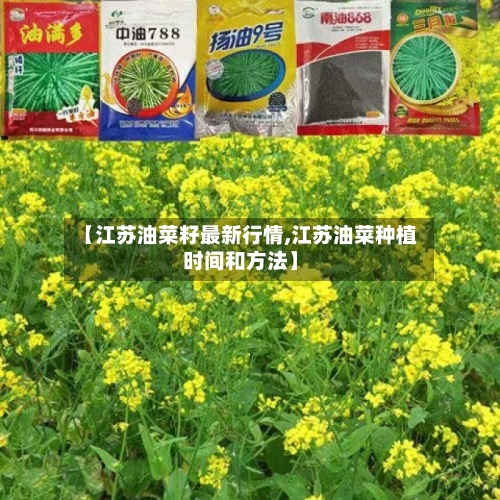 【江苏油菜籽最新行情,江苏油菜种植时间和方法】-第2张图片