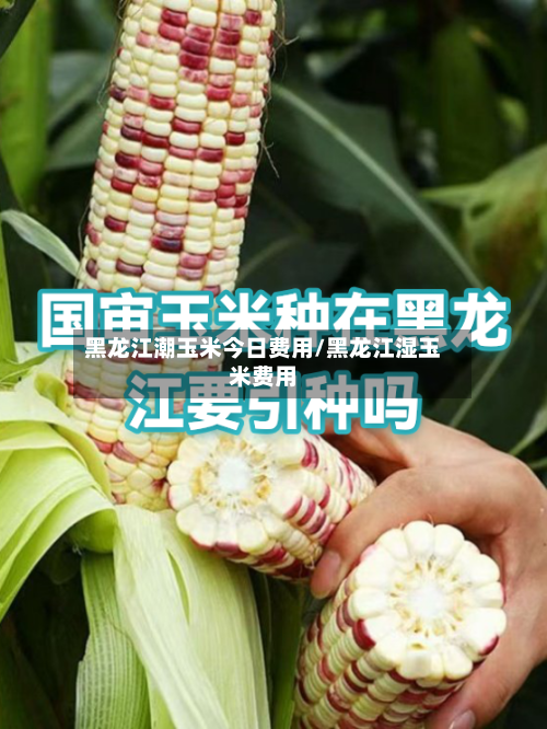 黑龙江潮玉米今日费用/黑龙江湿玉米费用