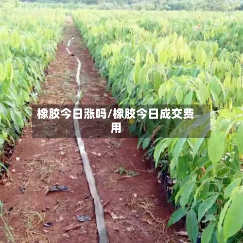 橡胶今日涨吗/橡胶今日成交费用